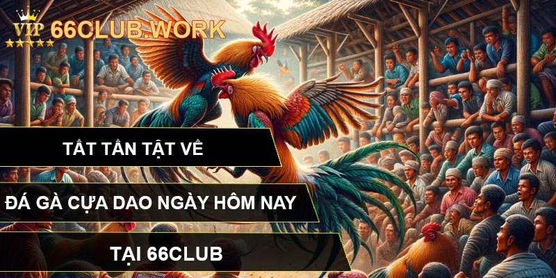 Tất Tần Tật Về Đá Gà Cựa Dao Ngày Hôm Nay Tại 66CLUB